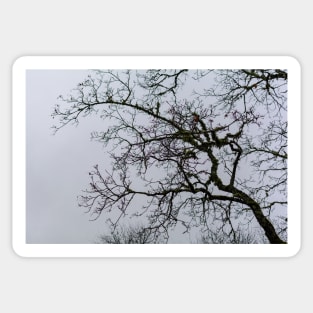 Tree branches silhouette against grey dismal sky Sticker